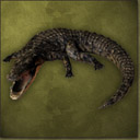Crocodile