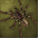 Giant Spider