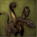 Hydra